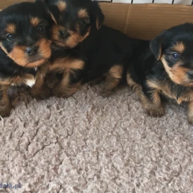 12-tygodniowe szczenięta yorka. Napisz do nas na WhatsApp: +447490124950