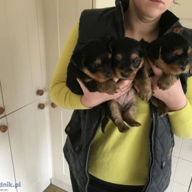 12-tygodniowe szczenięta yorka. Napisz do nas na WhatsApp: +447490124950