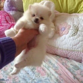 Dwa wspaniałe szczeniaki rasy pomeranian z pucharem T. Napisz do nas na WhatsApp: +447490124950