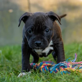 American Staffordshire terrier Zkwp FCI Amstaff