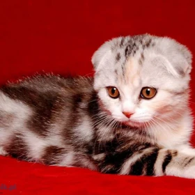 Kocięta Scottish Fold. Szczegóły na WhatsApp: +447490124950