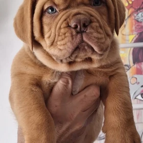 Szczenięta Dogue de Bordeaux