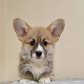 Welsh Corgi Pembroke – Piękne szczenięta