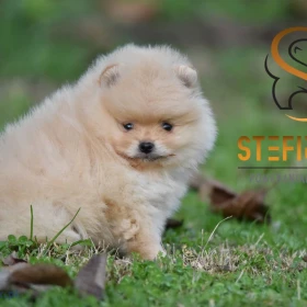 Pomeranian BOO – Piękne szczenięta