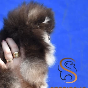 Pomeranian BOO – Piękne szczenięta