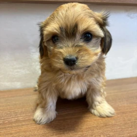 Hawański Bichon – piękne szczenięta