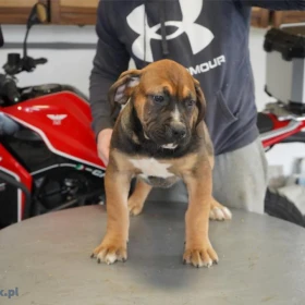 Mastif południowoafrykański – Szczenięta Boerboel
