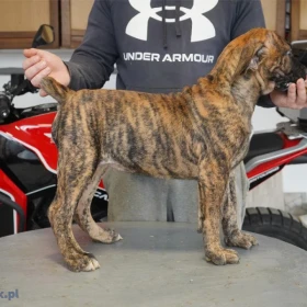 Mastif południowoafrykański – Szczenięta Boerboel
