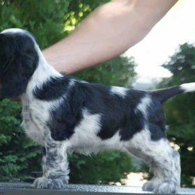Angielski Cocker Spaniel – Piękne szczenięta