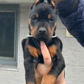 Doberman szczenięta