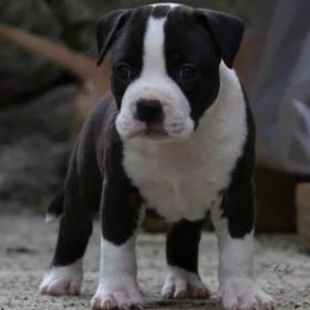 American Staffordshire Terrier Amstaff FCI szczenięta