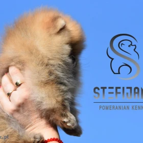 Pomeranian BOO – Szczenięta najwyższej jakości