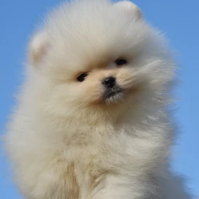 Pomeranian BOO – Szczenięta najwyższej jakości