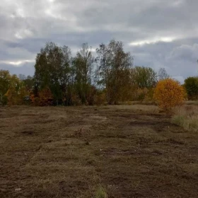 Karczowanie, rekultywacja, wycinka drzew, mulczowanie