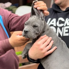 Cane Corso Szczenięta