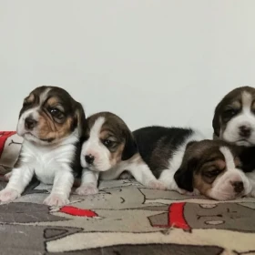 Beagle tricolor ZKwP