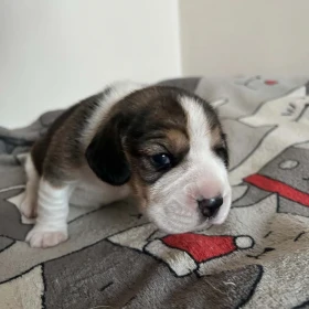 Beagle tricolor ZKwP