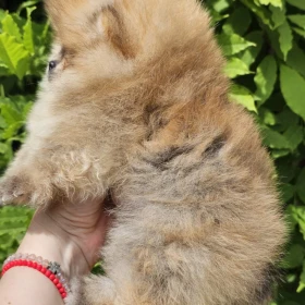 Pomeranian BOO typu miś – szczenięta szpica pomorskiego