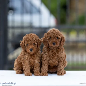 Toy Poodle – szczenięta