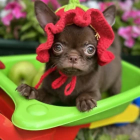 Lilac & chocolate boys chihuahua