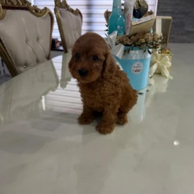 Goldendoodle Piękne Szczenięta