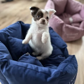 Chihuahua szczeniaki