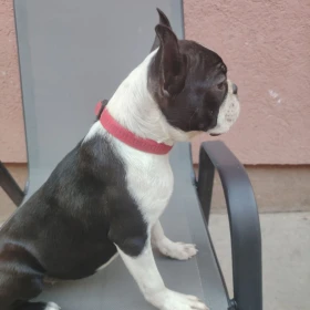 Boston Terrier suczka