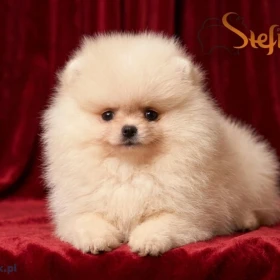 Pomeranian BOO misie, szczenięta rasy Pomeranian Spitz