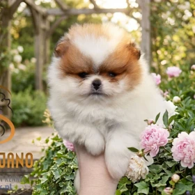 Pomeranian BOO misie, szczenięta rasy Pomeranian Spitz