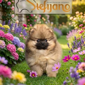 Pomeranian BOO misie, szczenięta rasy Pomeranian Spitz