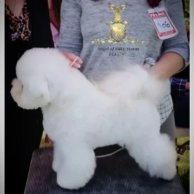 Bichon Frise – piękne szczenięta