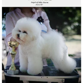 Bichon Frise – piękne szczenięta