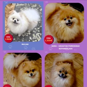 Hodowla Pomeranian oferuje młode suczki na sprzedaż