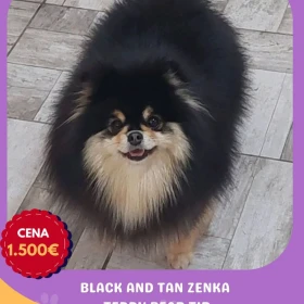 Hodowla Pomeranian oferuje młode suczki na sprzedaż