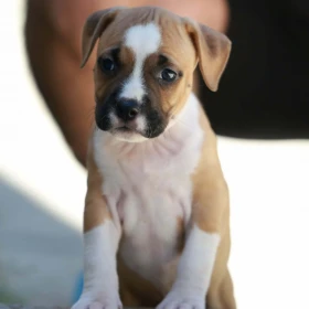 American Staffordshire Terrier – szczenięta