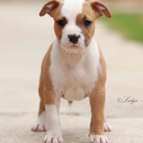 American Staffordshire Terrier – szczenięta