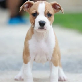 American Staffordshire Terrier – szczenięta