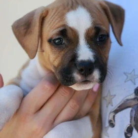 American Staffordshire Terrier – szczenięta