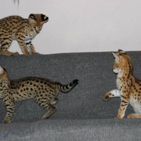 Dostępne kocięta rasy savannah i serwal
